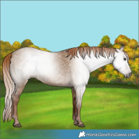 Horse Color:Gray Red Dun 