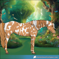 Horse Color:Chestnut Appaloosa 
