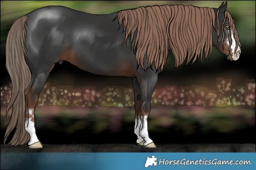 Horse Color:Liver Chestnut 