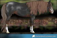 Horse Color:Liver Chestnut 