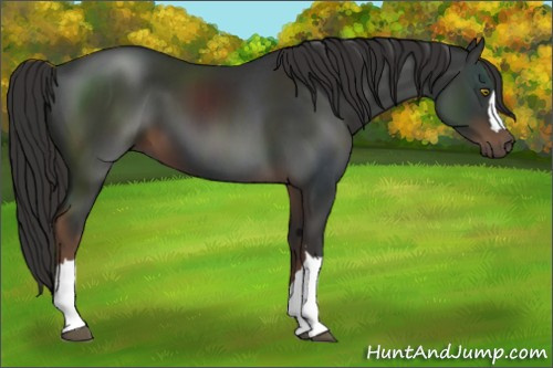 Horse Color:Liver Chestnut