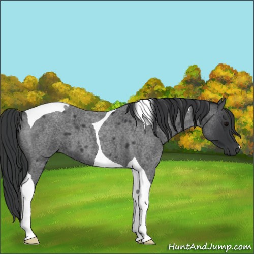 Horse Color:Blue Roan Tobiano 