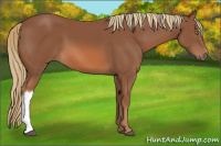 Horse Color:Chestnut 
