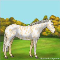 Horse Color:Palomino Appaloosa 