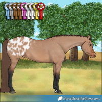Horse Color:Bay Dun Appaloosa 