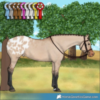 Horse Color:Bay Dun Appaloosa