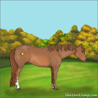 Horse Color:Chestnut Sabino 