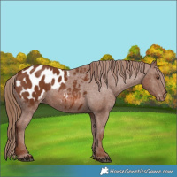Horse Color:Chestnut Appaloosa 