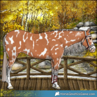 Horse Color:Bay Near Leopard 