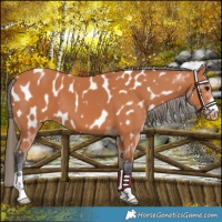 Horse Color:Bay Appaloosa
