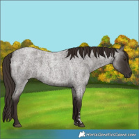 Horse Color:Liver Red Roan 