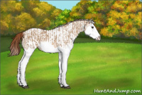 Horse Color:Red Dun Splash  and White Spotted Red Dun Splash 