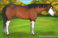 Horse Color:Bay Splash 