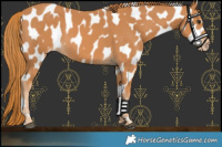 Horse Color:Chestnut Appaloosa 