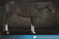 Horse Color:Liver Chestnut Tobiano 