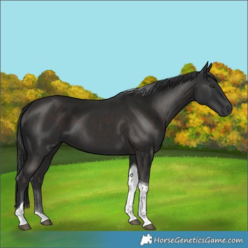 Horse Color:Liver Chestnut Tobiano 
