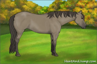 Horse Color:Smoky Grullo 