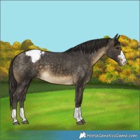 Horse Color:Buckskin Appaloosa Rabicano 