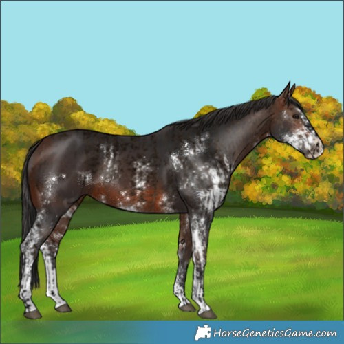 Horse Color:Void Bay Roan Dun and Brown Sabino