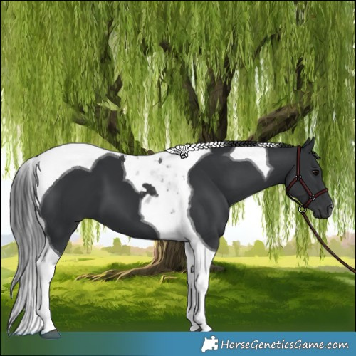 Horse Color:Black Tobiano