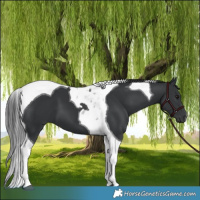 Horse Color:Black Tobiano 