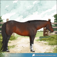 Horse Color:Brown Tobiano 