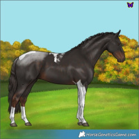 Horse Color:Liver Chestnut Tobiano 