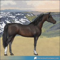 Horse Color:Brown Tobiano