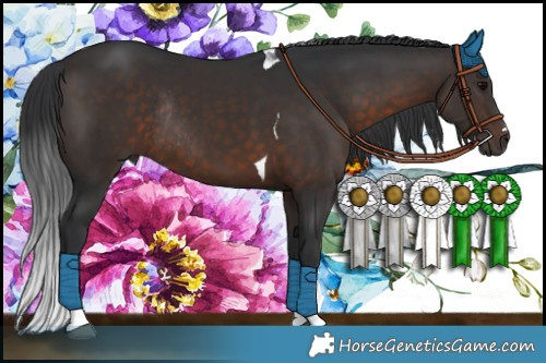 Horse Color:Brown Tobiano Rabicano 