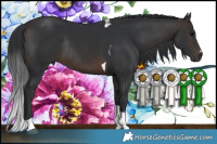 Horse Color:Brown Tobiano Rabicano