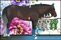 Horse Color:Brown Tobiano Rabicano