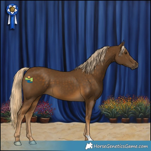 Horse Color:Chocolate Palomino 