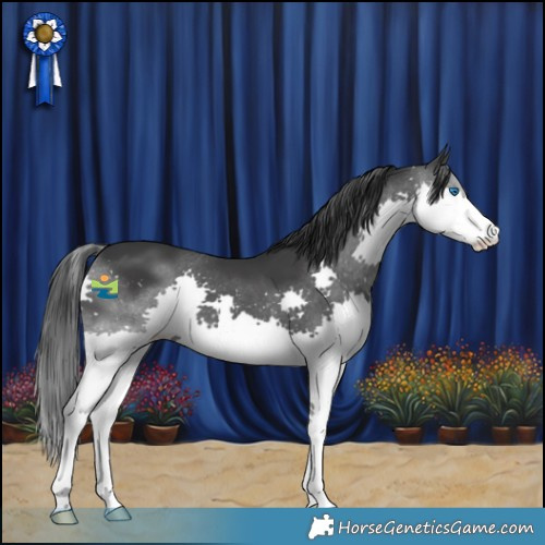 Horse Color:Black Splash 