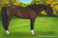 Horse Color:Brown Tobiano