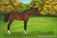 Horse Color:Brown Tobiano Rabicano
