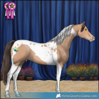 Horse Color:Amber Champagne Tobiano 