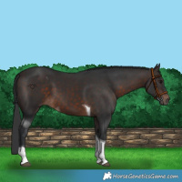 Horse Color:Brown Tobiano 