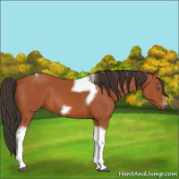 Horse Color:Bay Tobiano Frame
