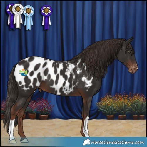 Horse Color:Liver Chestnut Appaloosa 