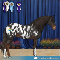 Horse Color:Liver Chestnut Appaloosa 