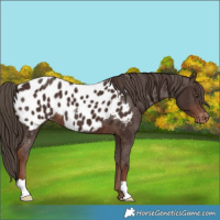 Horse Color:Liver Chestnut Appaloosa 