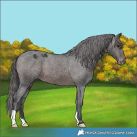 Horse Color:Brown Appaloosa 