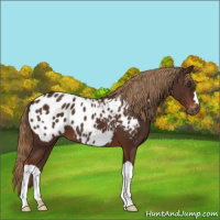 Horse Color:Gray Chestnut Appaloosa 