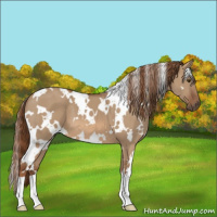 Horse Color:White Spotted Red Dun 