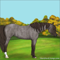 Horse Color:Liver Red Roan 