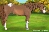 Horse Color:Chestnut Sabino Appaloosa 
