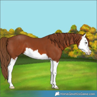 Horse Color:Chestnut Splash 