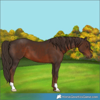 Horse Color:Liver Chestnut 
