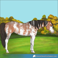 Horse Color:Bay Sabino 