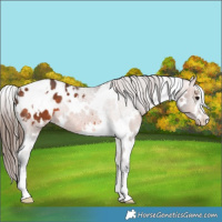 Horse Color:White Spotted Bay Appaloosa